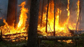 Larache: le feu ravage 40 hectares de forêt