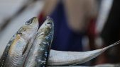 Sardine pêche halieutis