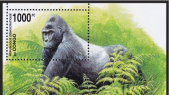 RD CONGO gorille le retour de la poste