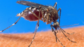 Sénégal. paludisme: vers une éradication de la maladie à partir 2020