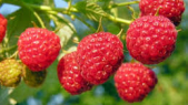 Fruits rouges - framboises