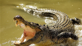 Cover: Le Zoo de Rabat accueille trois nouveaux crocodiles du Nil