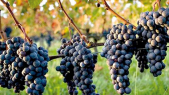 Raisins vigne agriculture