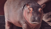 bebe hippopotame 