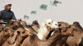 Concours chameaux
