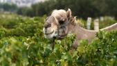 Maroc: Goliath le dromadaire souiri qui produit l&#039;unique vin bio du Maroc
