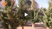 Cover Vidéo - Marrakech: l&#039;absence des touristes impacte la vente des sapins 