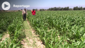 Céréales - Campagne agricole - Pluies - Agadir - Agriculture - Récentes précipitations - Souss-Massa - Ressources hydriques - Semis