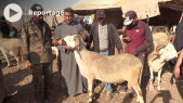Aïd Al-Adha - Mouton - Sardi - Augmentation des prix - Moutons