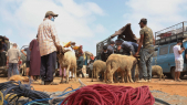 Aïd Al-Adha - Souk pilote de vente de bétail pour l abattage - Hay Nahda - Rabat 
