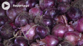 Oignon rouge - Augmentation des prix - Aïd Al-Adha 1443 - Brochettes - Légume-condiment - Augmentation du prix de l’oignon rouge
