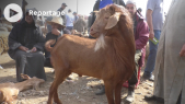 Marché au bétail - Périphérie de Casablanca - Aïd Al-Adha 1443 - Chèvres - Moutons - Caprins