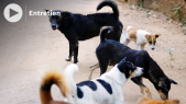 Cover Vidéo - Les chiens errants: les causes du phénomène à Marrakech 