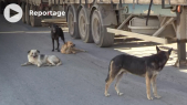 Cover Vidéo - الكلاب الضالة: محاربة الظاهرة تمر من تعقيم جميع الكلاب حسب منظمة للدفاع عن الحيوانات‎‎