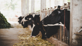 Vaches - Bovins - Etable - Elevage de bovins - Elevage à l&#039;étable - Foin - Fourrage - Vaches Holstein