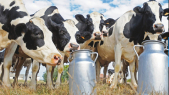 Cover Vidéo - vaches laitières - Sidi Bennour - baisse de production