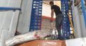 3 tonnes de poisson avarié saisies1
